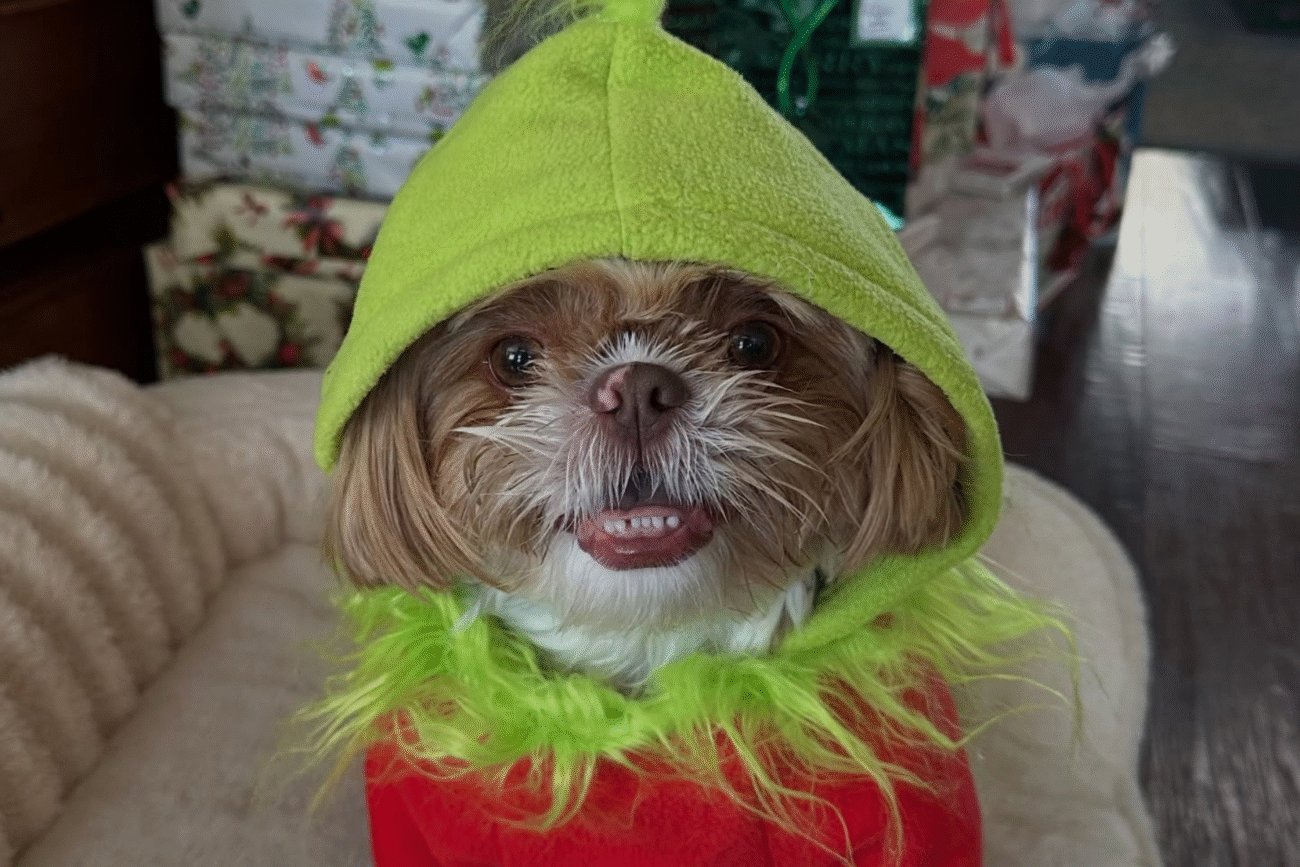 Abandono de mascotas regaladas crece 40% tras festividades, alerta a autoridades