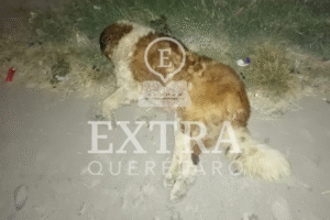 Amarran a perrito a defensa de auto y lo encuentran sin vida