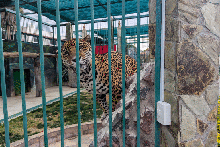 Cateo en Santa Rosa Jáuregui deriva en aseguramiento de fauna silvestre