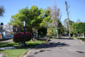 Gobierno estatal prepara decreto y consulta para proteger el Parque de Los Alcanfores