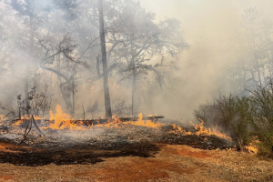 Hay más de 2 mil hectáreas afectadas por incendios en Querétaro durante 2026