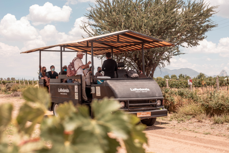 La Redonda recupera sus viñedos en Ezequiel Montes tras operativo; autoridades aseguran instalaciones.