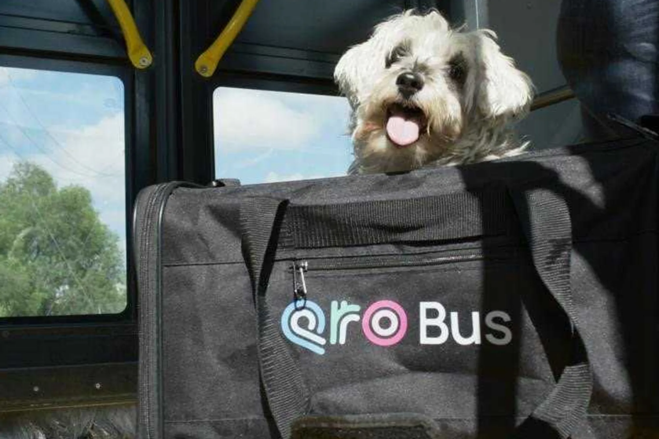 350 mascotas se afiliaron al programa PetFriendly de Qrobus