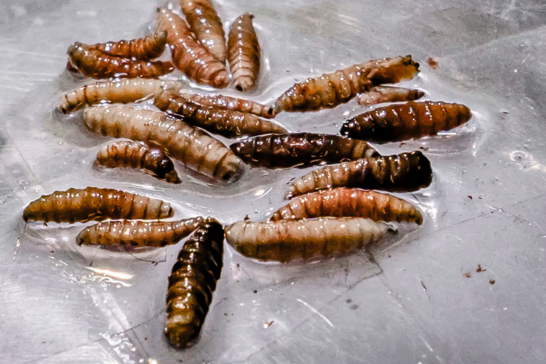 Detectan gusano barrenador en San Juan del Río; suman más de 100 casos en Querétaro