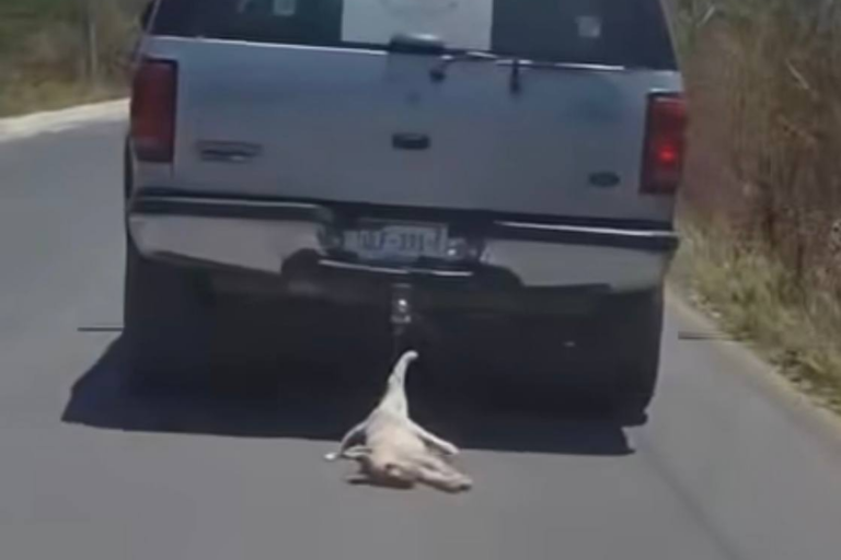 Municipio de Querétaro denuncia caso de maltrato animal ante Fiscalía