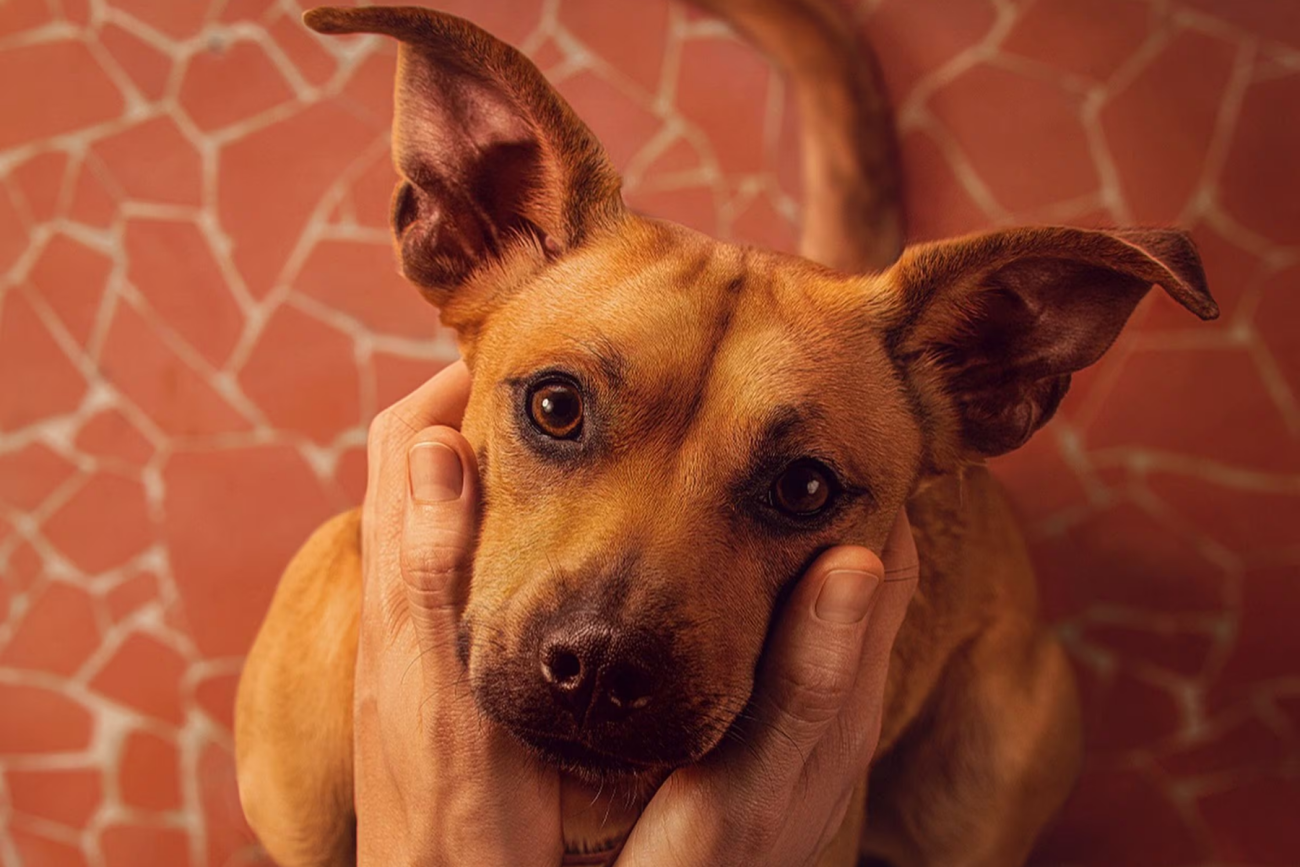 Perro caramelo es reconocido como nueva raza mexicana