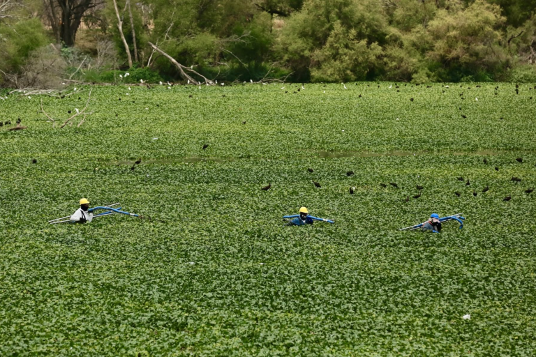 Querétaro refuerza combate a mosquitos en Querétaro 2000 con operativo sanitario