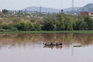 Retiran 99% del lirio en bordo Benito Juárez del Querétaro 2000
