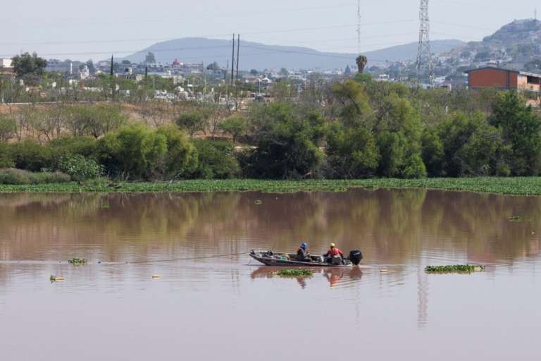 Retiran 99% del lirio en bordo Benito Juárez del Querétaro 2000