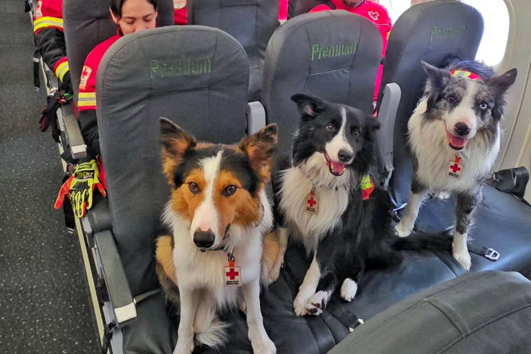 Caninos rescatistas queretanos viajan a Venezuela para apoyar labores de búsqueda tras terremoto