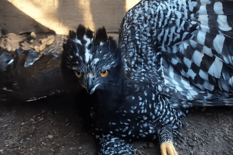 Águila Tirana es registrada por primera vez en la Sierra Gorda, informa Conanp