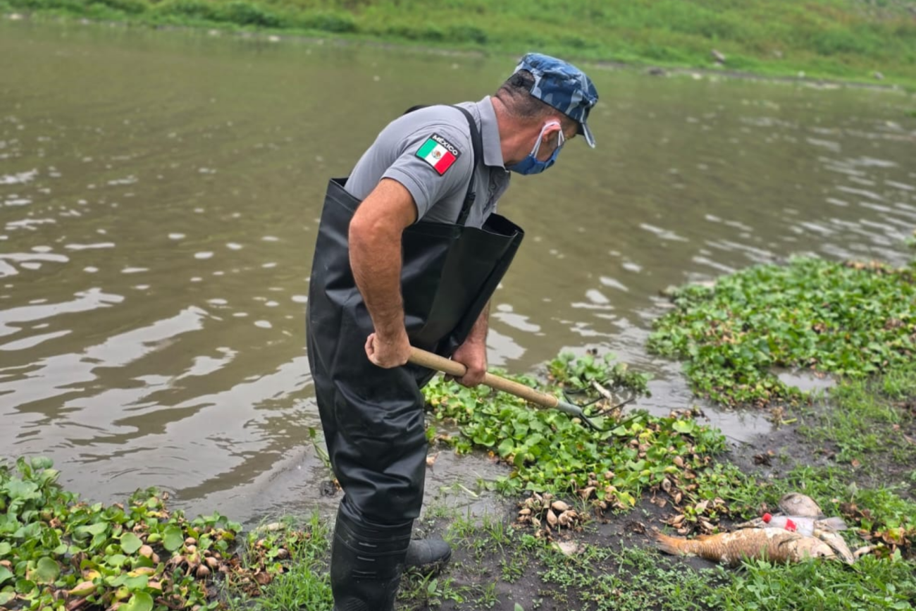 Conagua espera resultados de laboratorio por mortandad de peces en el El Batán