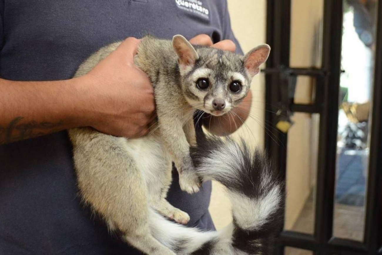 Fauna silvestre en Querétaro representa hasta el 20% de los reportes de rescate animal