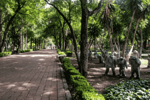 Plaga de muérdago afecta más del 70% del arbolado de la Alameda en Querétaro