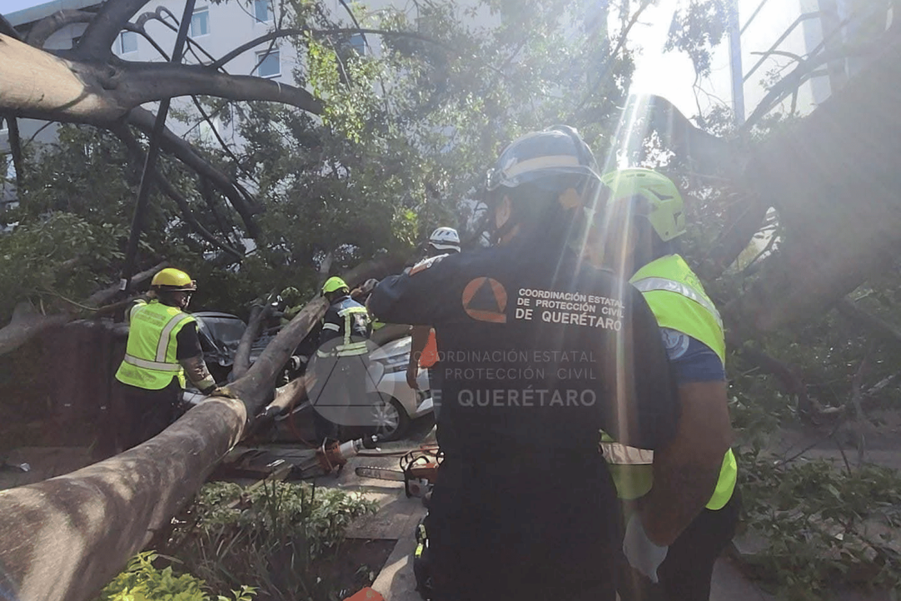 Colectivos piden audiencia pública para fortalecer cuidado del arbolado en Querétaro