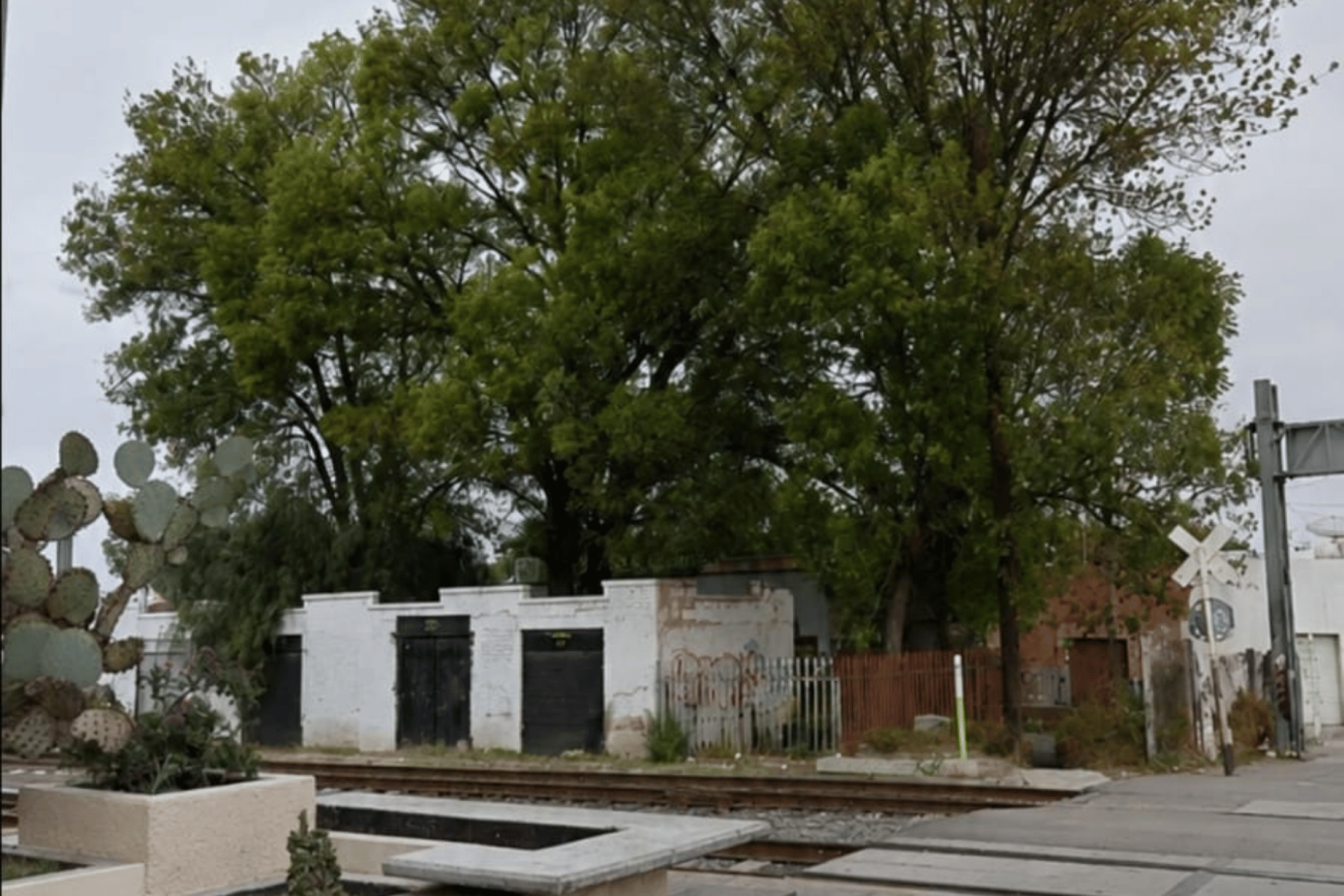 Denuncian tala de árbol en El Tepetate por obras del tren México-Querétaro