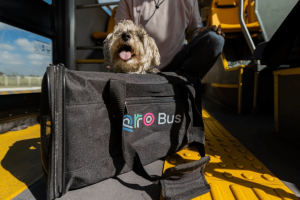 AMEQ anuncia jornada pet friendly con registro y servicios para mascotas en Querétaro