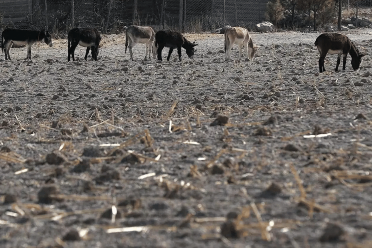 El Niño amenaza a 10 estados de México por su vulnerabilidad económica, advierte S&P