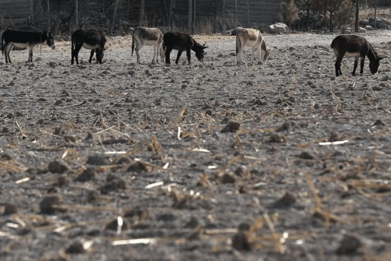 El Niño amenaza a 10 estados de México por su vulnerabilidad económica, advierte S&P